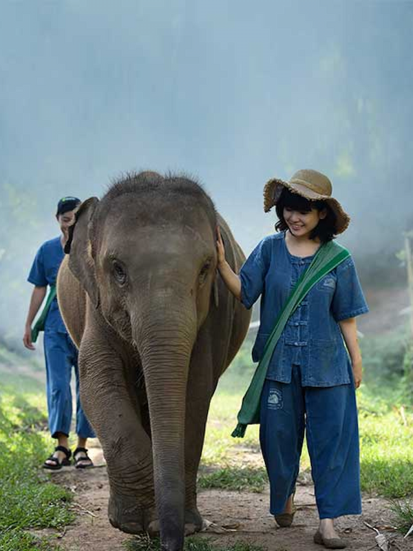 Chiang Mai Elephant Lover Pass